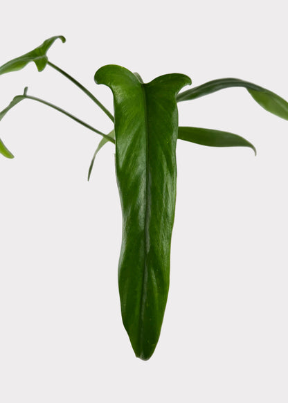 Philodendron – Holtonianum