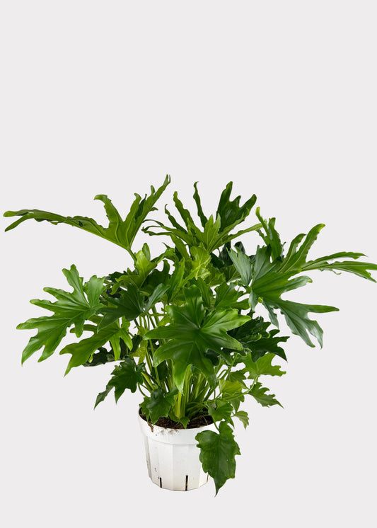 Philodendron – Lickety Split