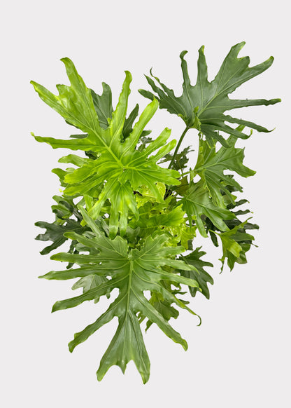 Philodendron – Lickety Split