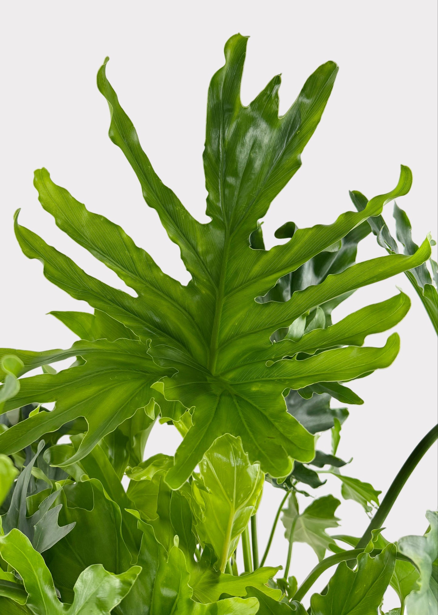 Philodendron – Lickety Split