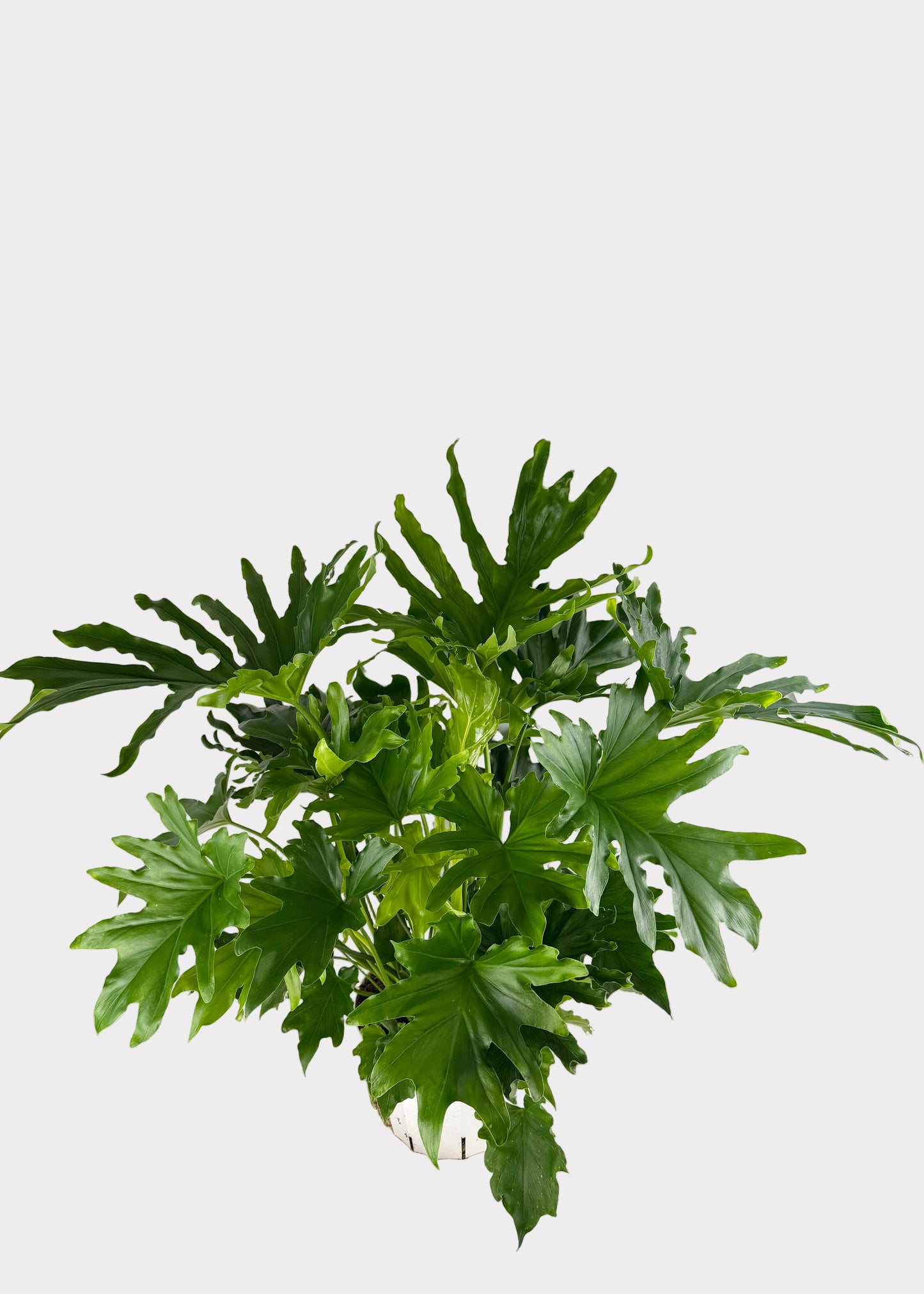 Philodendron – Lickety Split