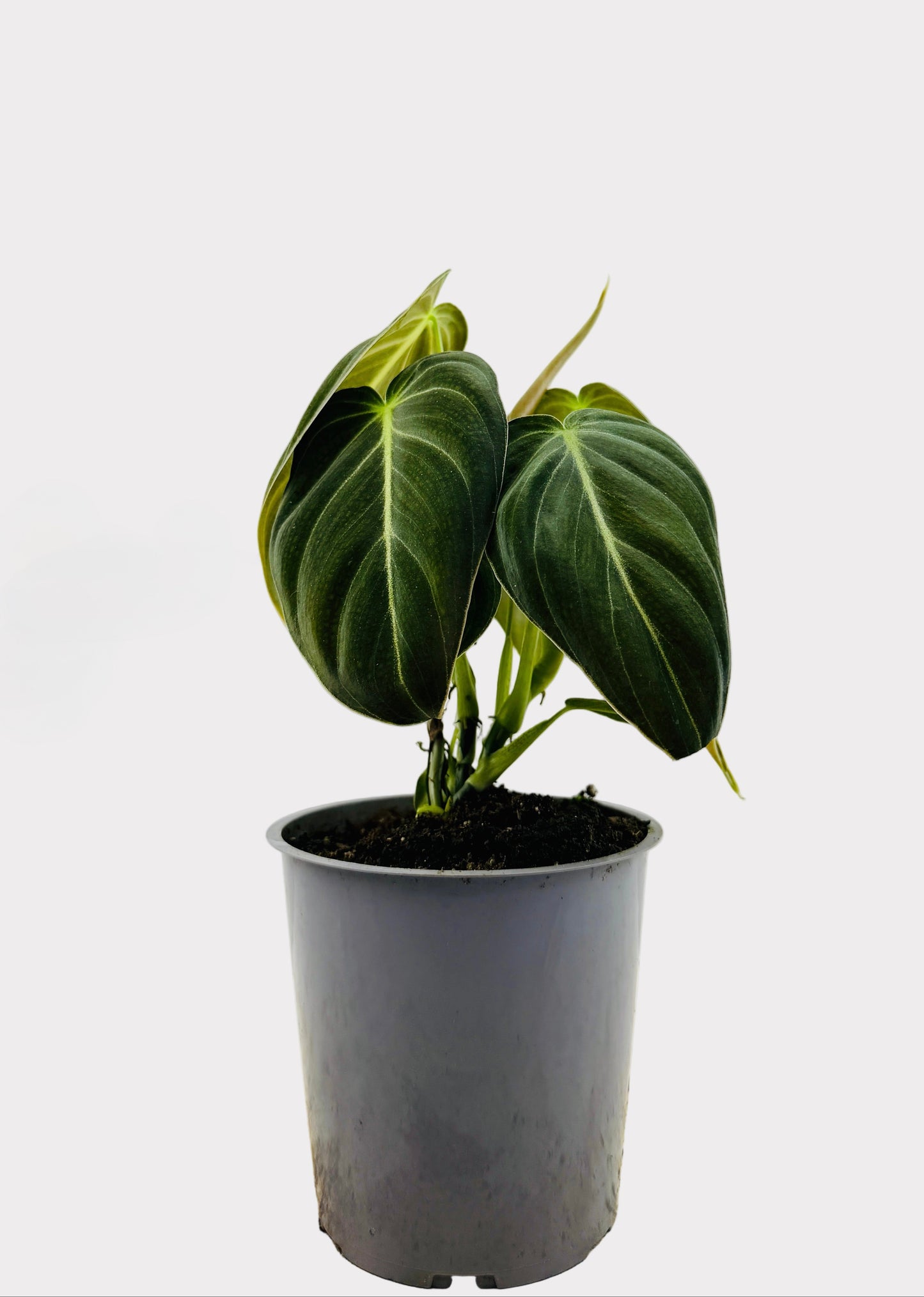 Philodendron - Melanochrysum