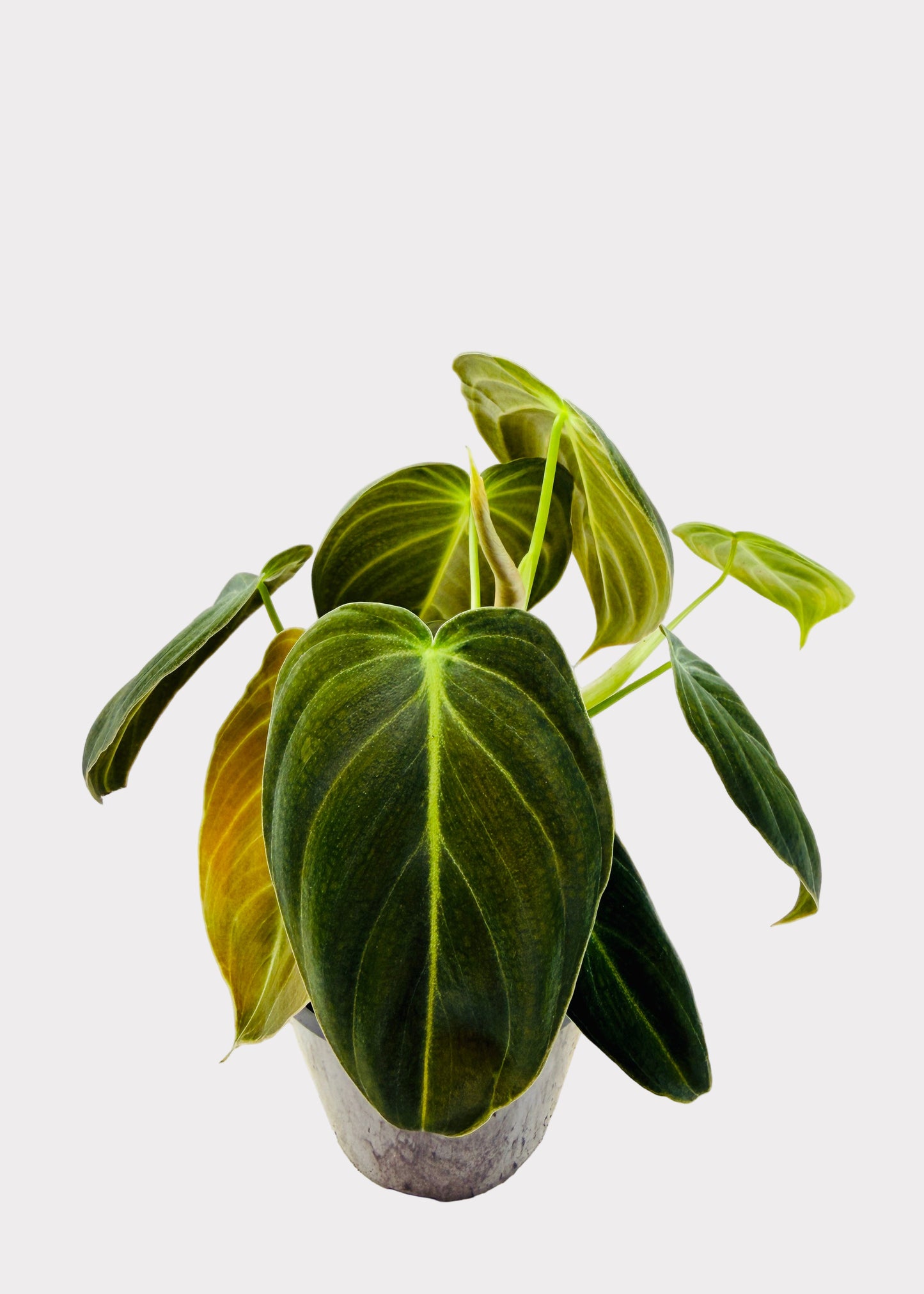 Philodendron - Melanochrysum