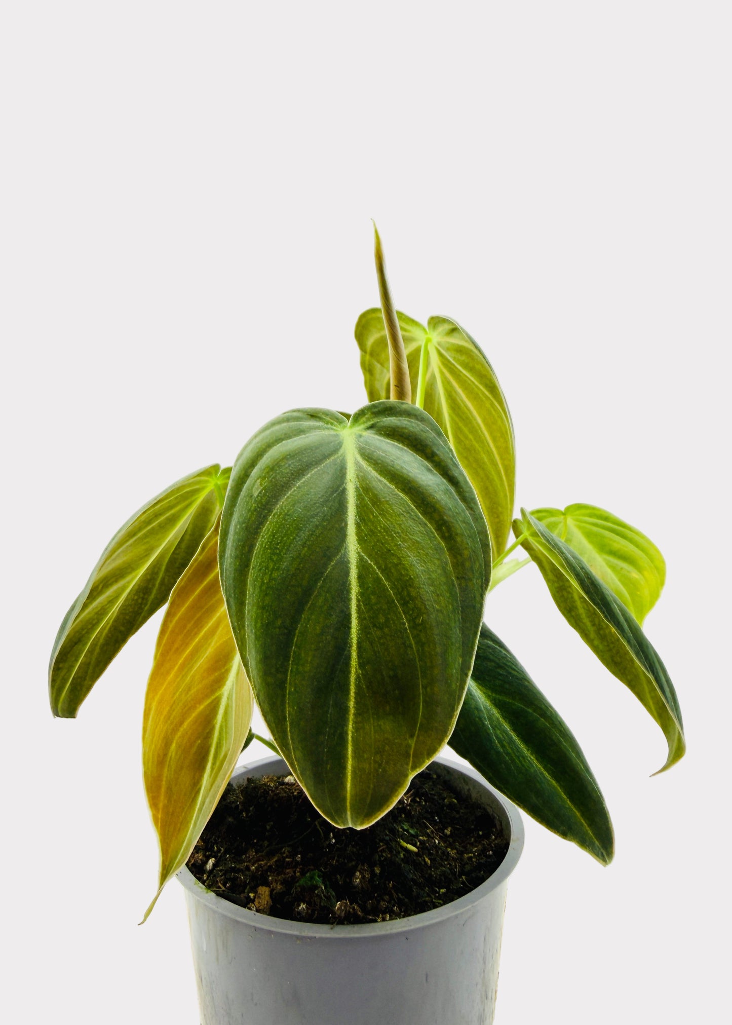 Philodendron - Melanochrysum