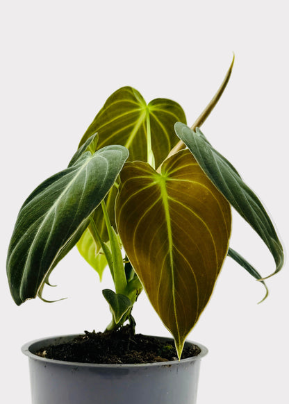 Philodendron - Melanochrysum