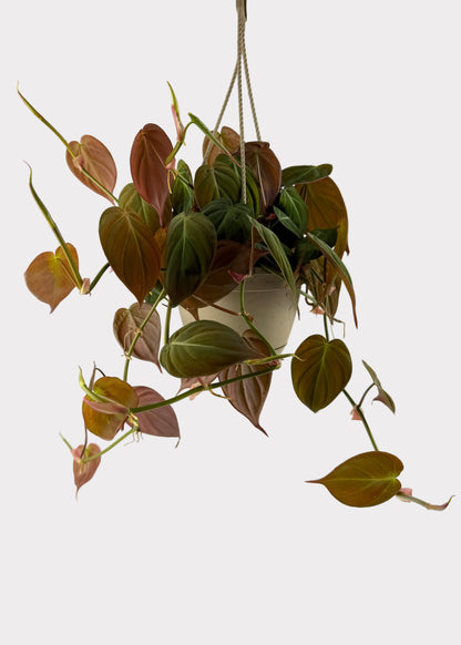 Philodendron - Micans