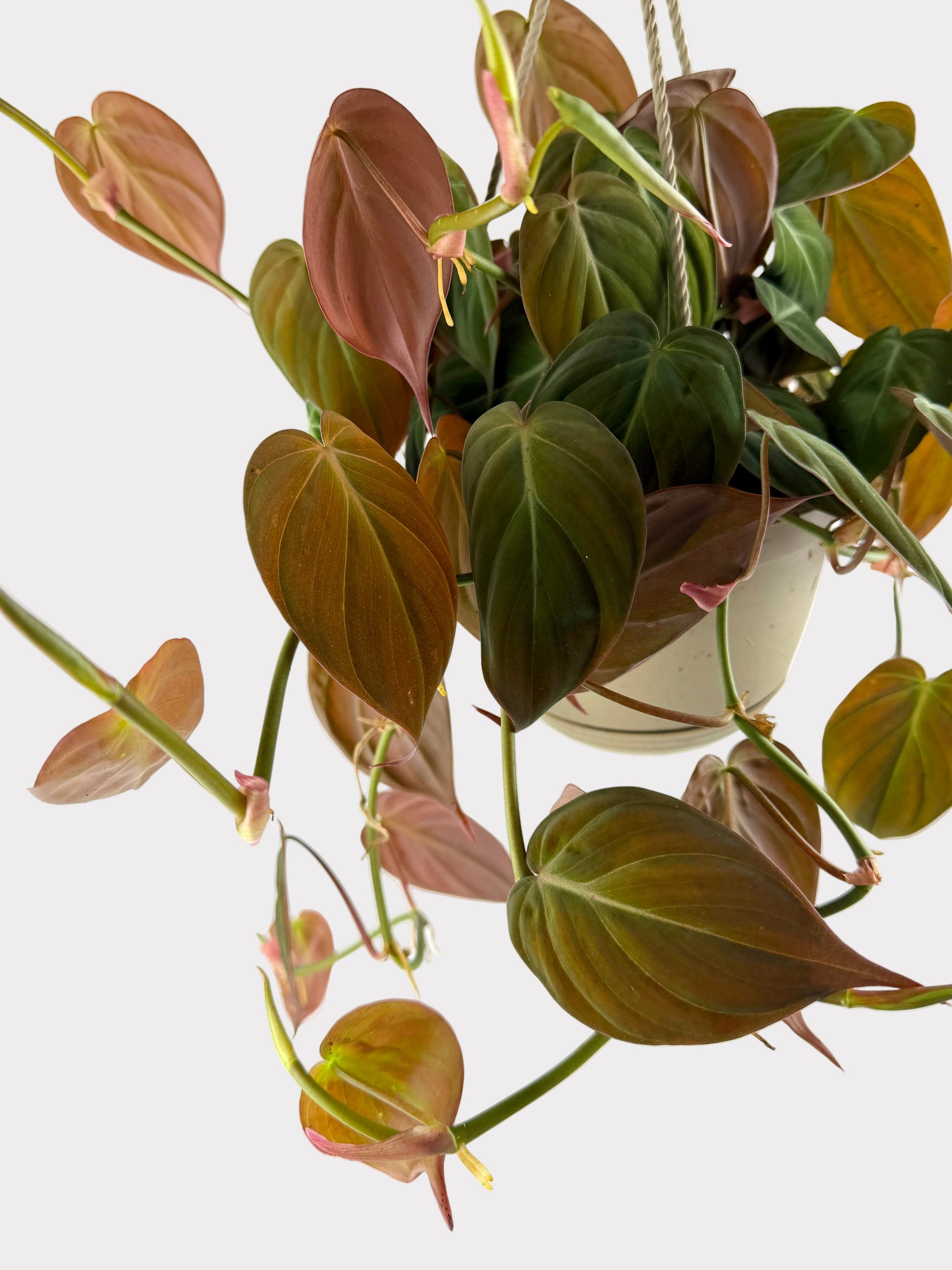 bronze micans philodendron Philodendron