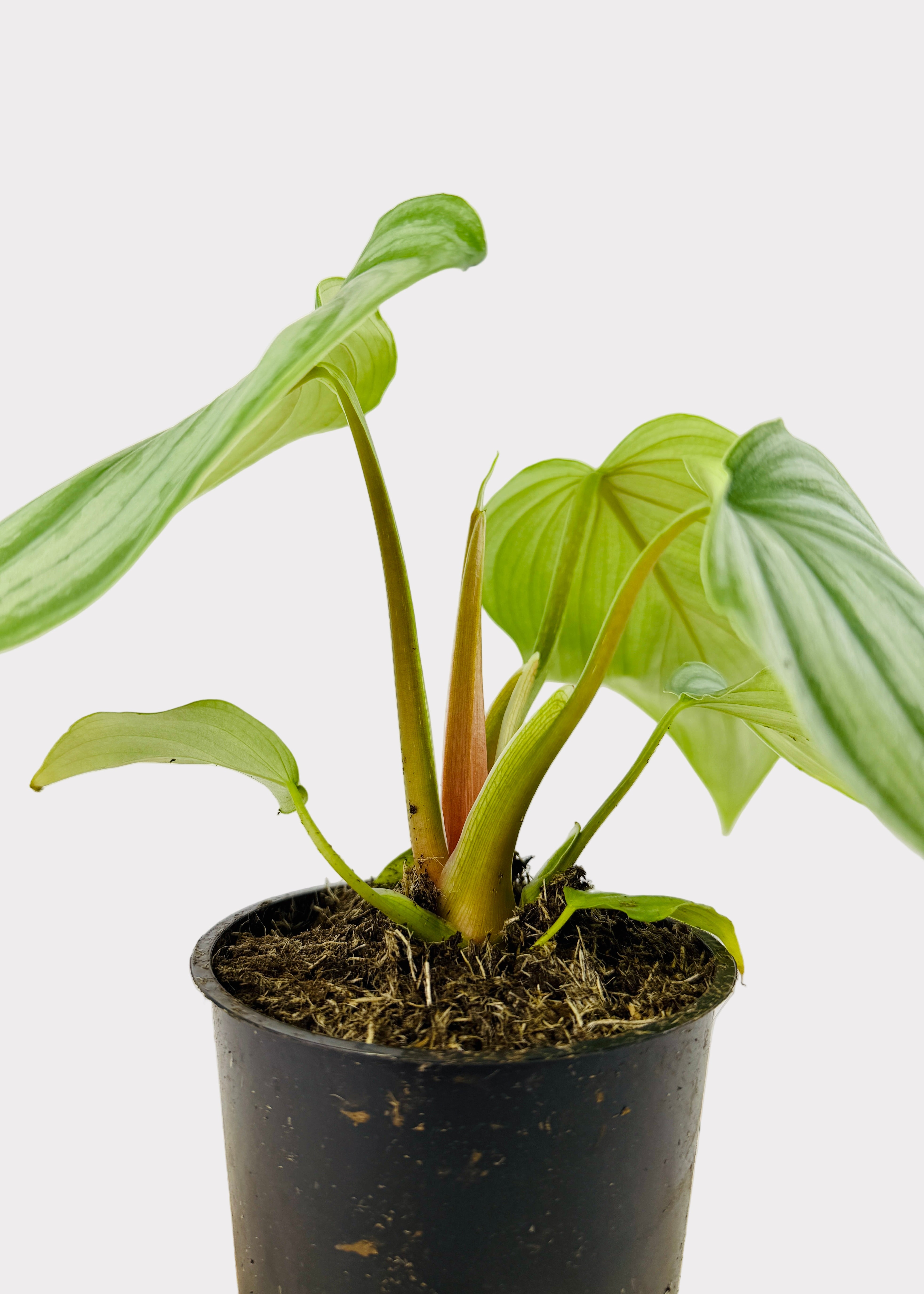 Philodendron Pastazanum Silver X Plowmanii – Rainbow