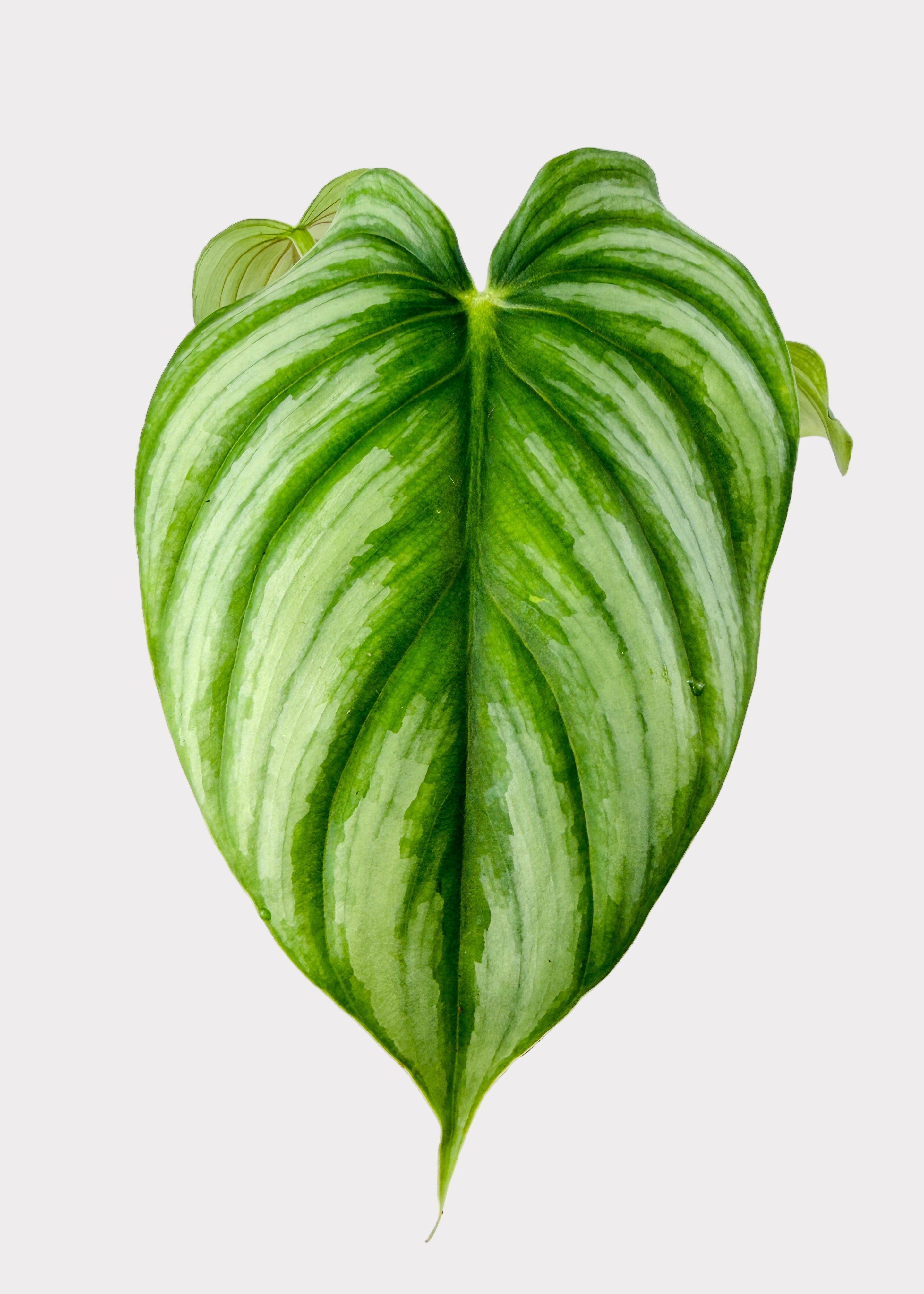 Philodendron Pastazanum Silver X Plowmanii – Rainbow
