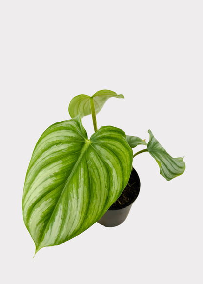 Philodendron Pastazanum Silver X Plowmanii