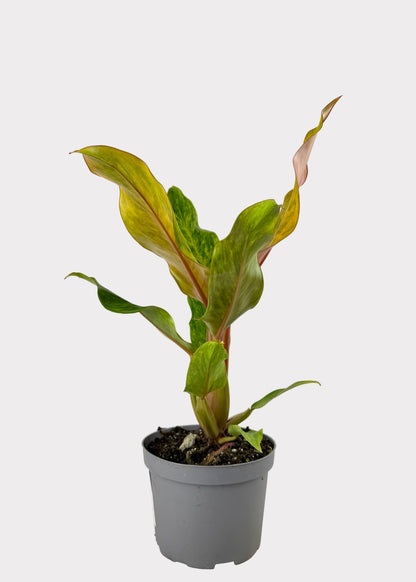 Philodendron – Quad Color