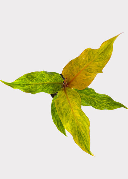 Philodendron – Quad Color