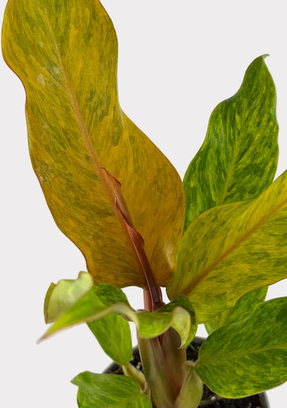 Philodendron – Quad Color