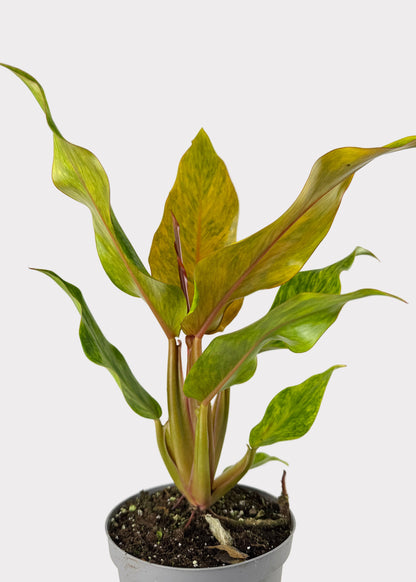 Philodendron – Quad Color
