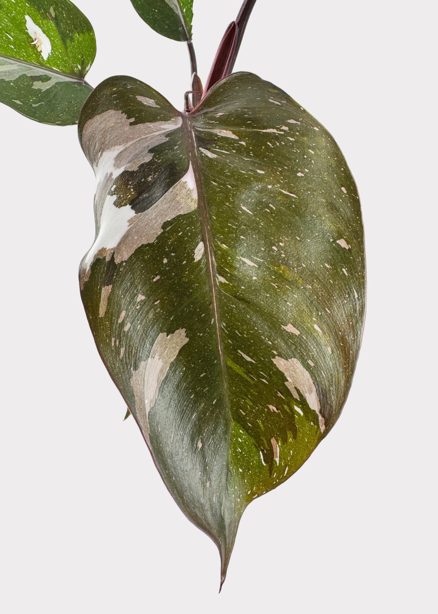 Philodendron Anderson Red