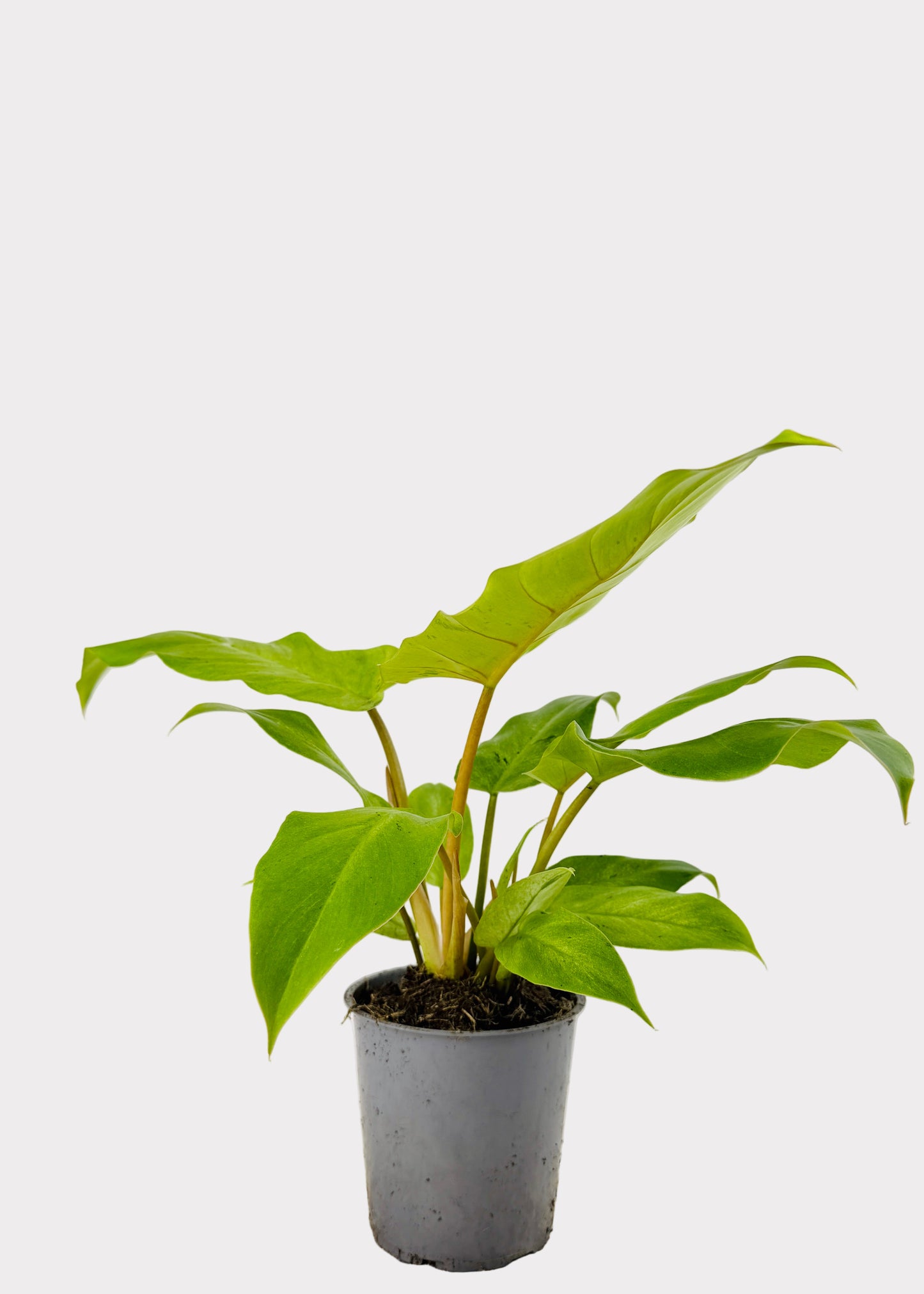 Philodendron – Snowdrift