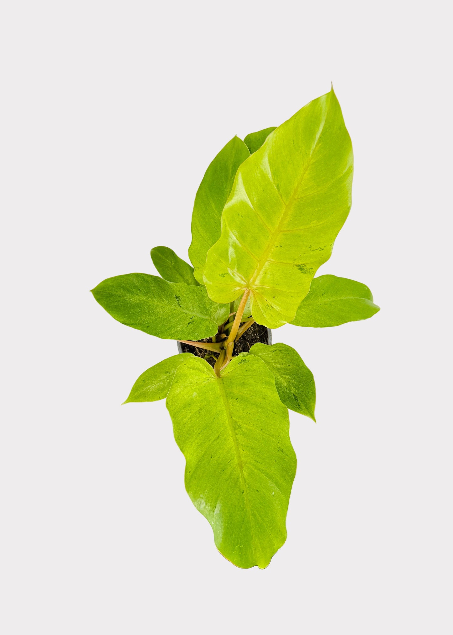 Philodendron – Snowdrift