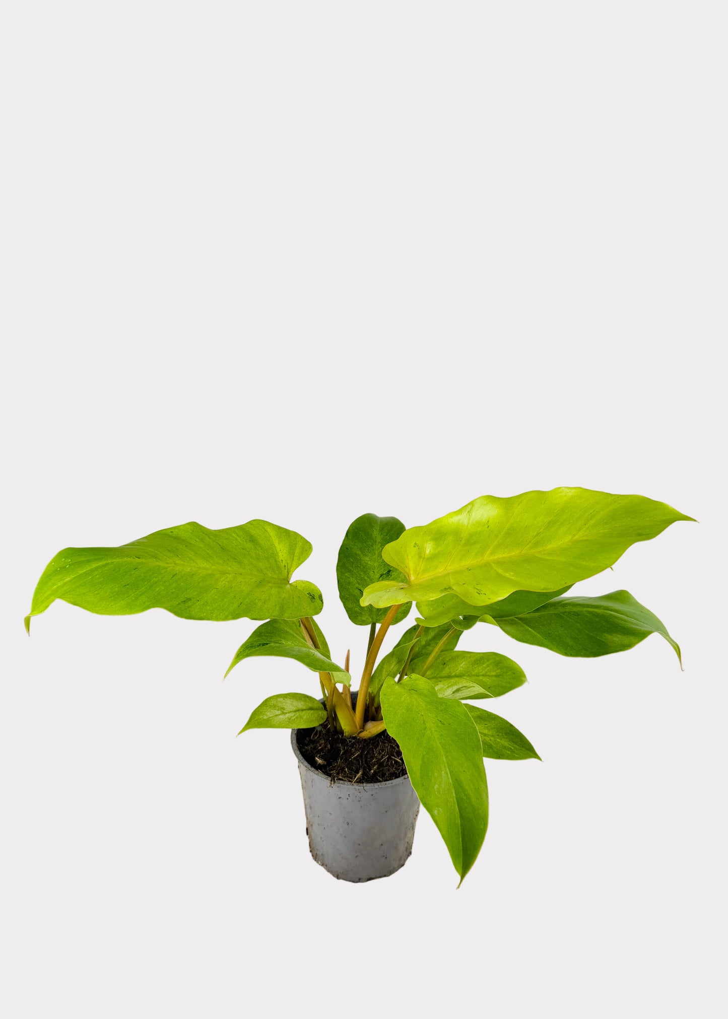 Philodendron – Snowdrift
