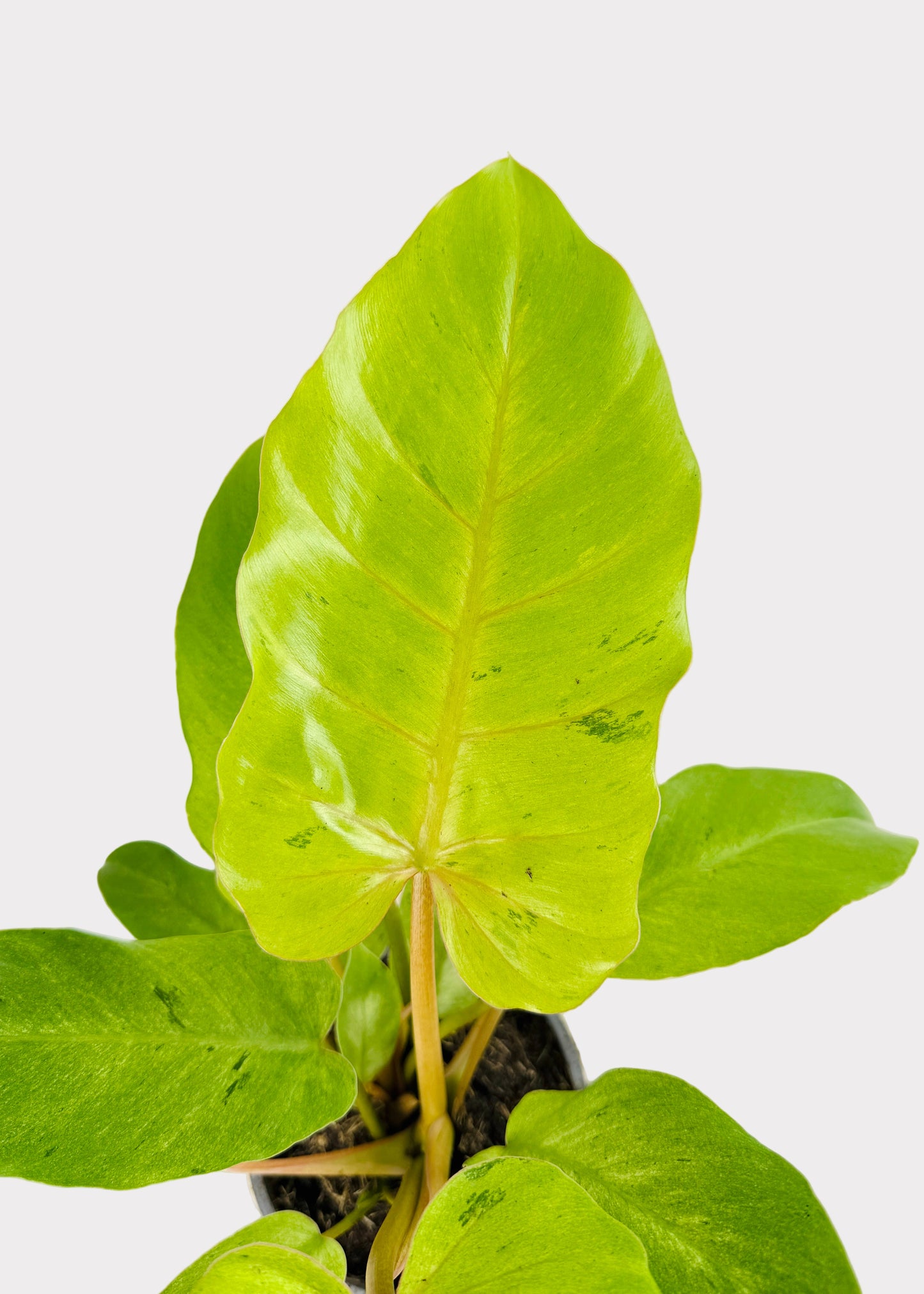 Philodendron – Snowdrift