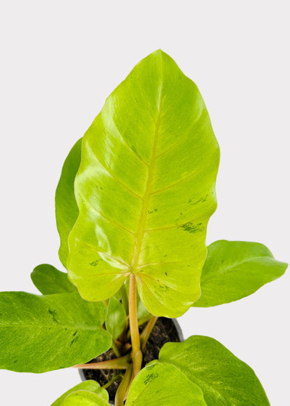 Philodendron – Snowdrift