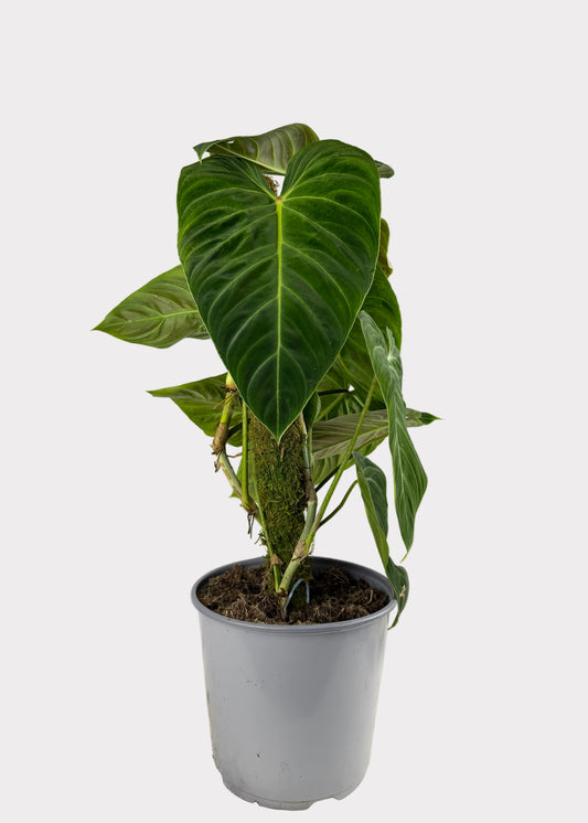 Philodendron Splendid