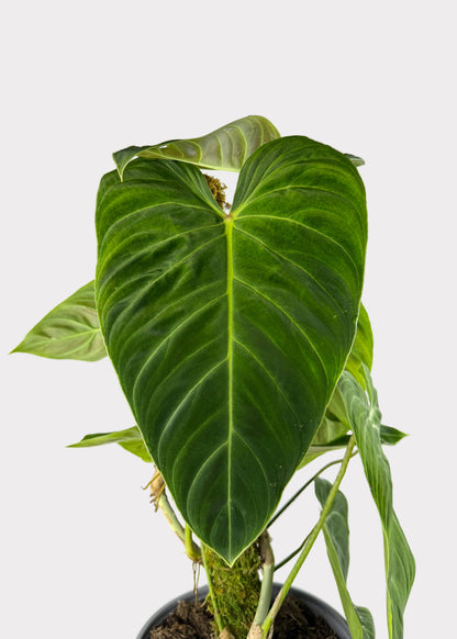 Philodendron Splendid