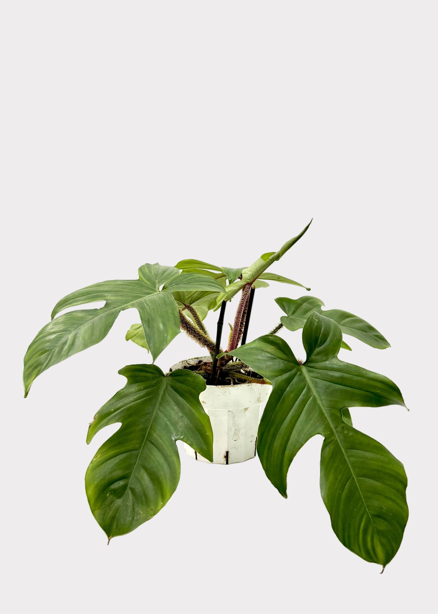 Philodendron - Squamiforme