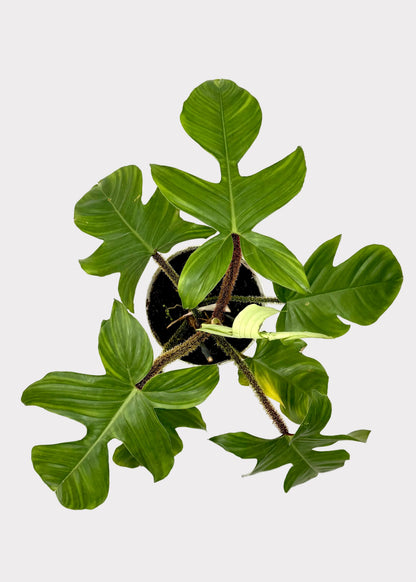 Philodendron - Squamiforme