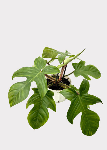Philodendron - Squamiforme