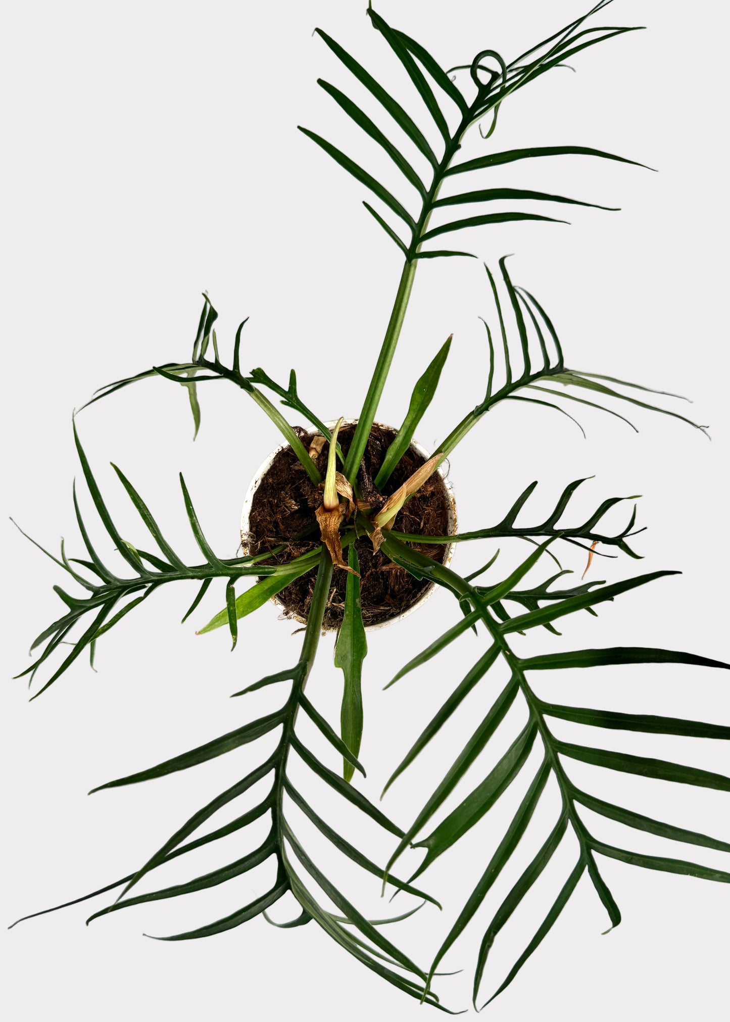 Philodendron - Tortum