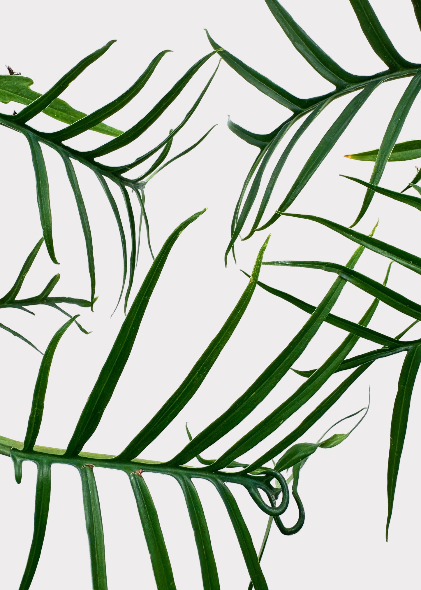 Philodendron - Tortum