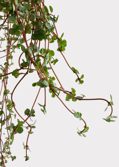 Pilea Glauca - Aquamarine