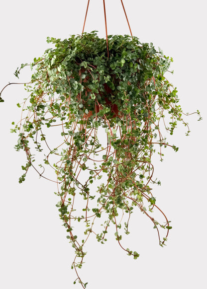 Pilea Glauca - Aquamarine