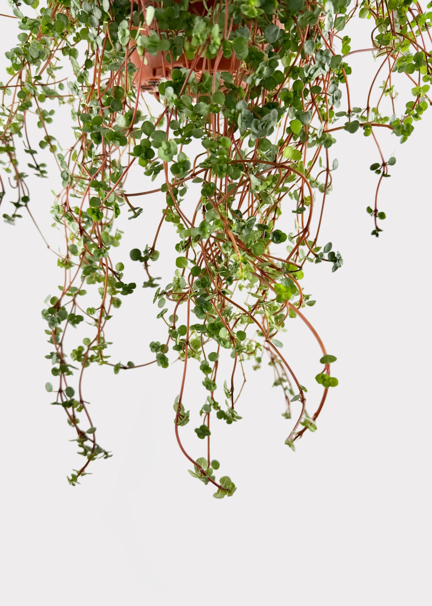 Pilea Glauca - Aquamarine