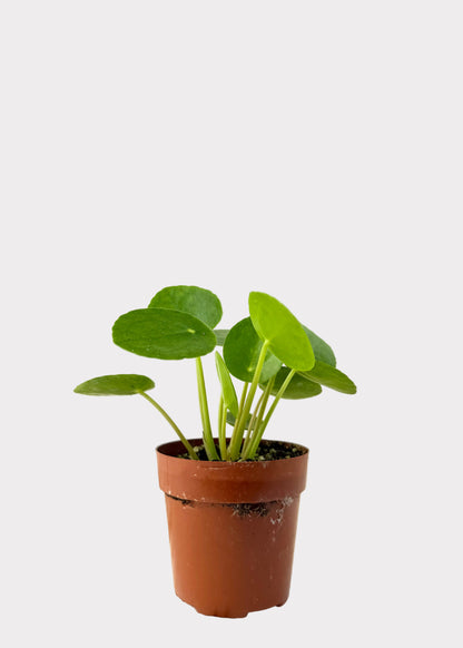 Pilea Peperomioides - Chinese Money Plant