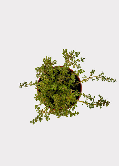 Pilea Globosa