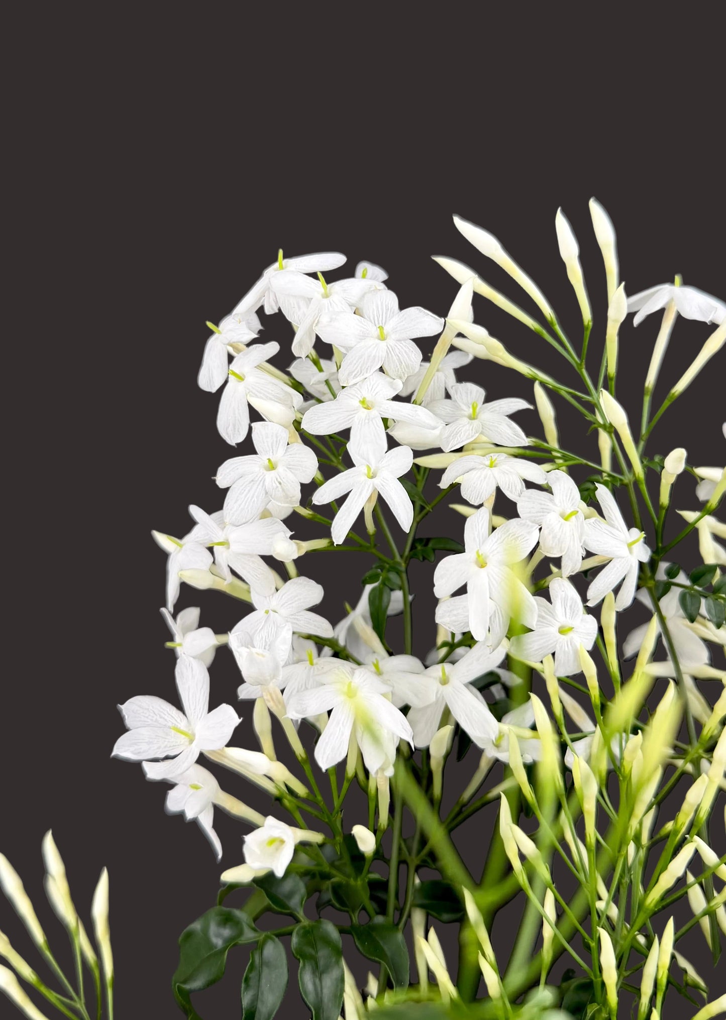 Jasminum Polyanthum - Pink Jasmine