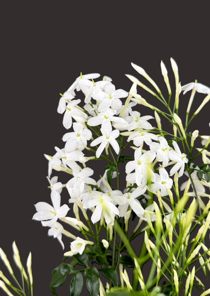 Jasminum Polyanthum - Pink Jasmine