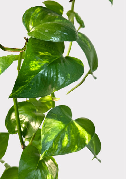 Pothos - Golden