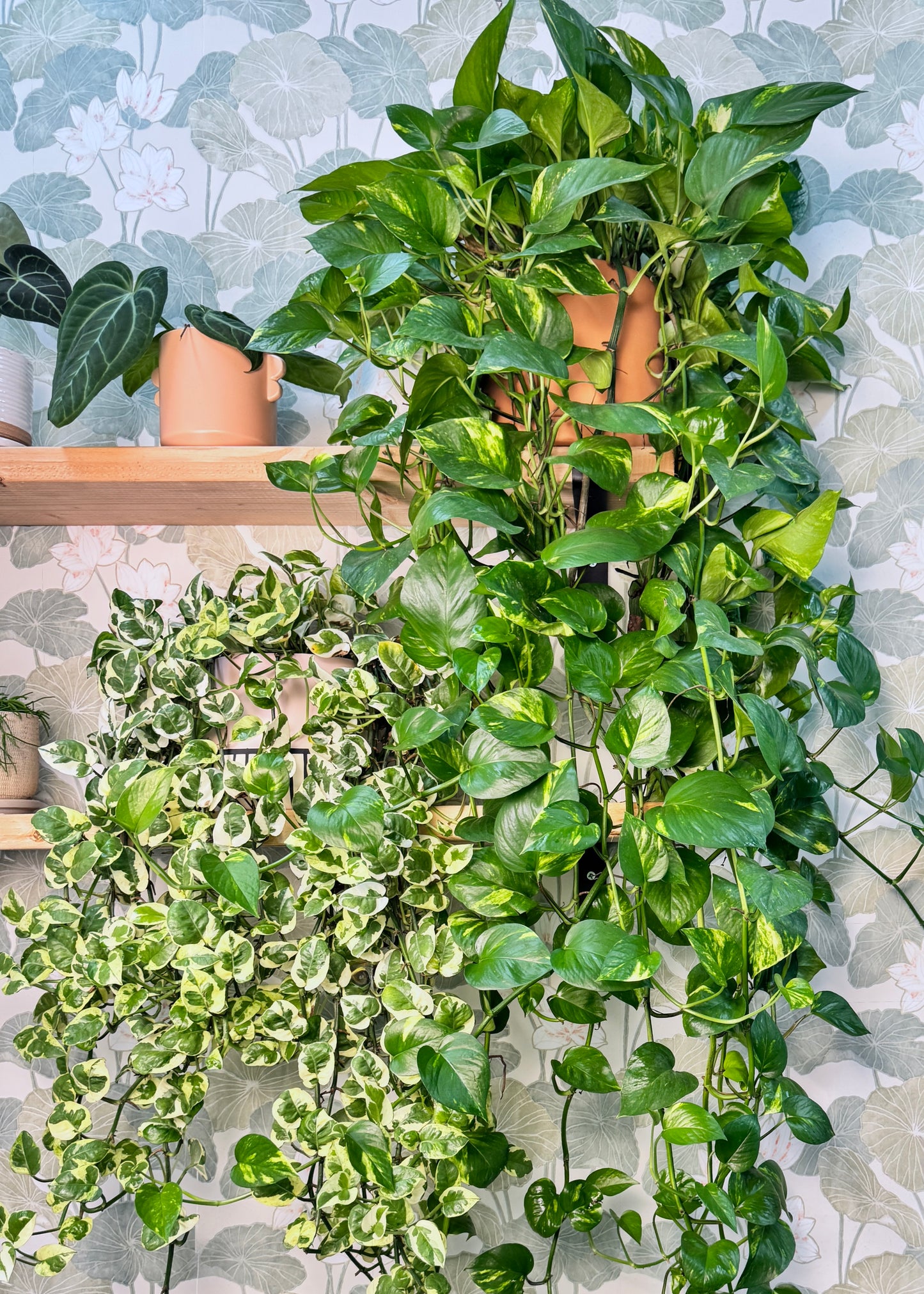 Pothos - Golden