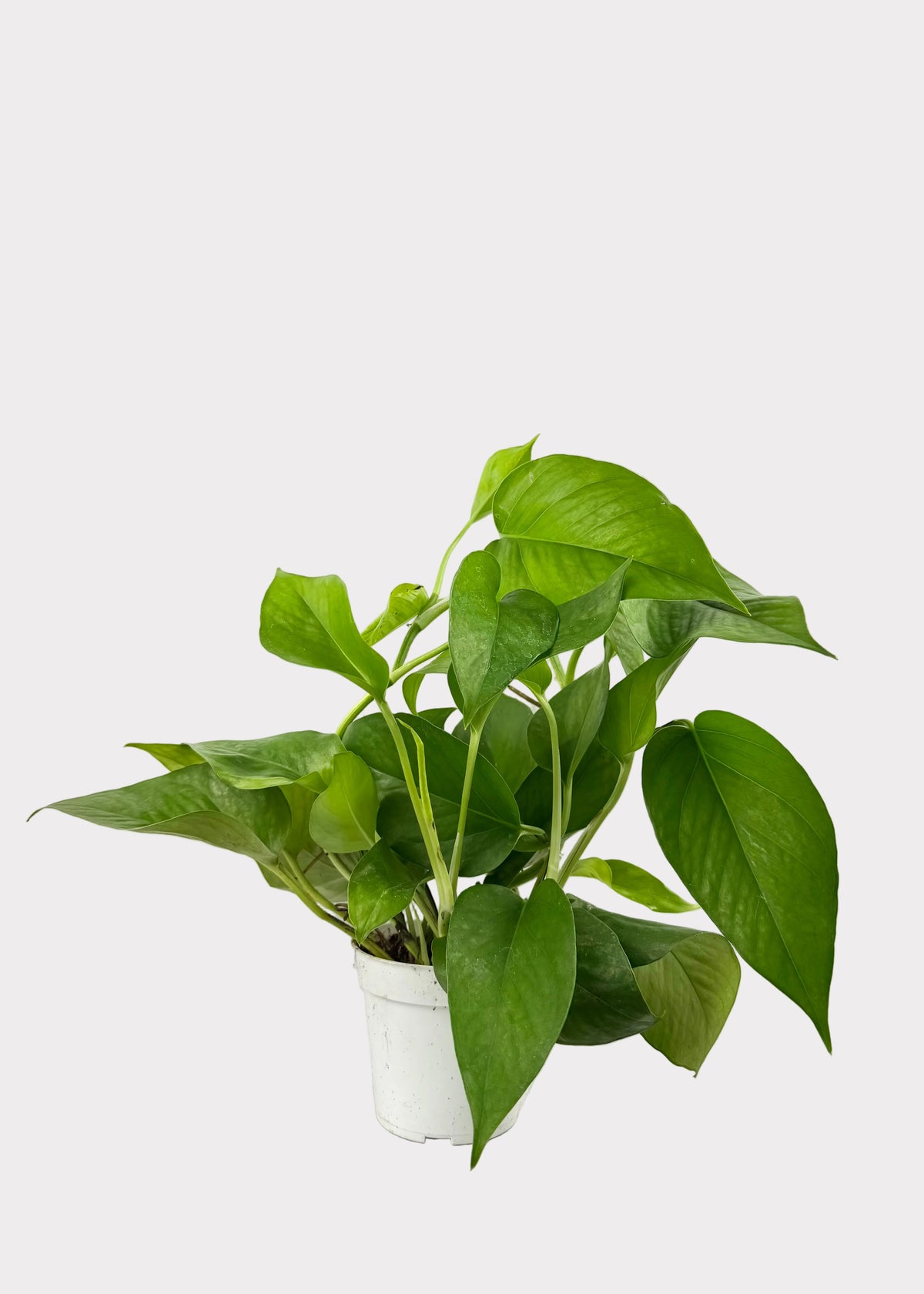 A green pothos plant in a small white plastic pot, placed on a white towel on top of a wire shelf against a white wall.