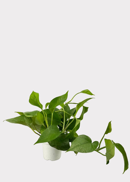 Pothos - Green Jade