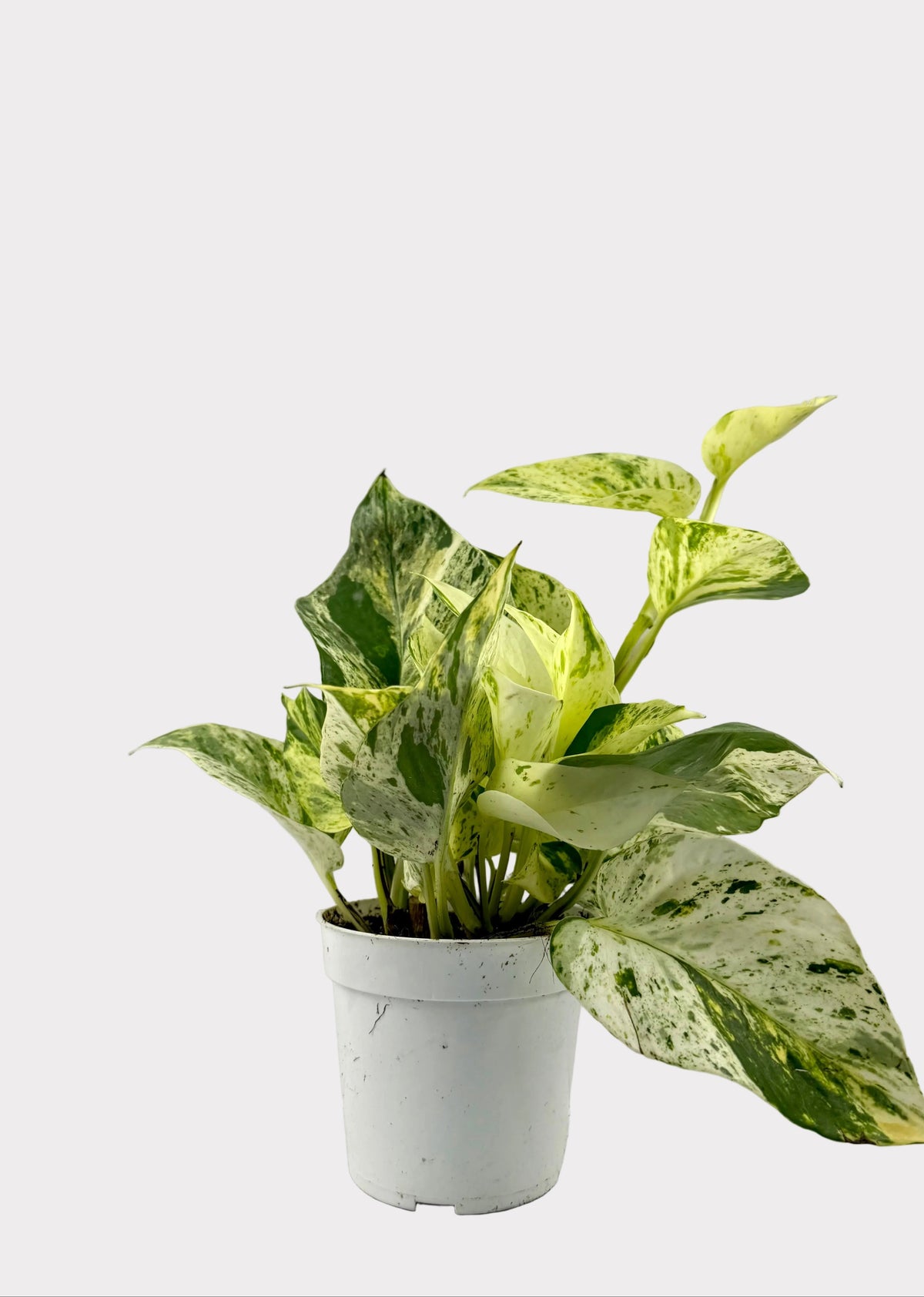 Pothos - Ricotta