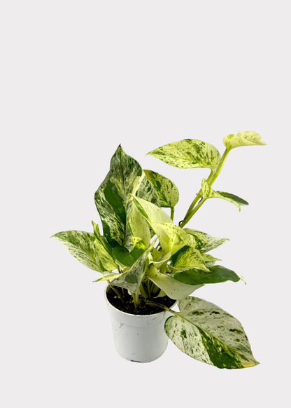 Pothos - Ricotta