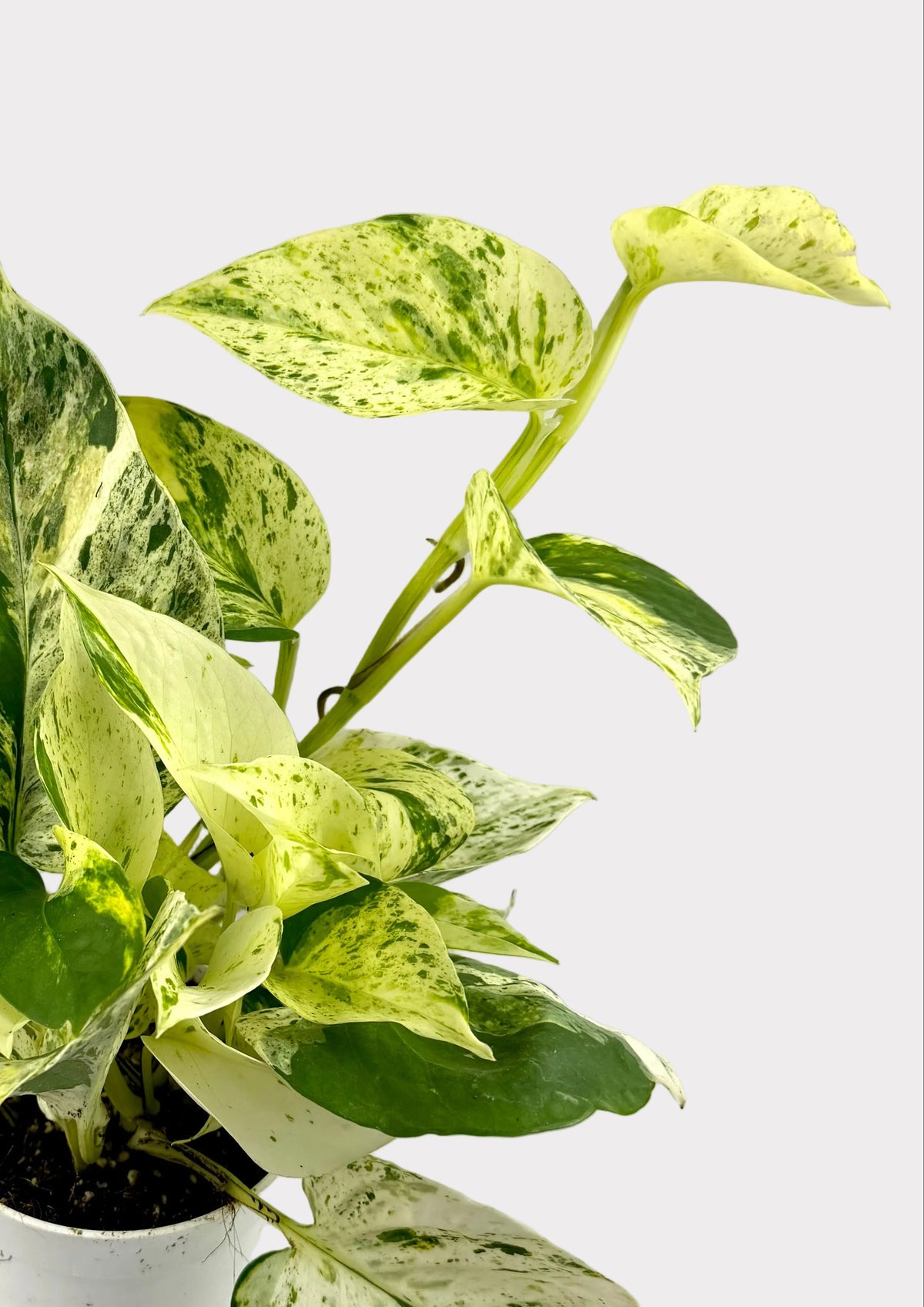Pothos - Ricotta