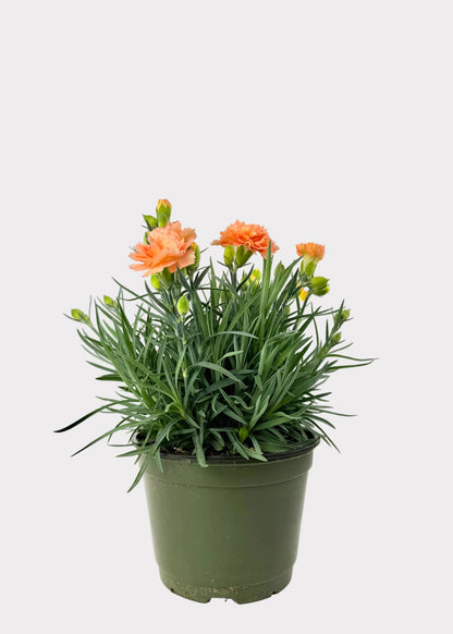 Dianthus Caryophyllus - Carntion