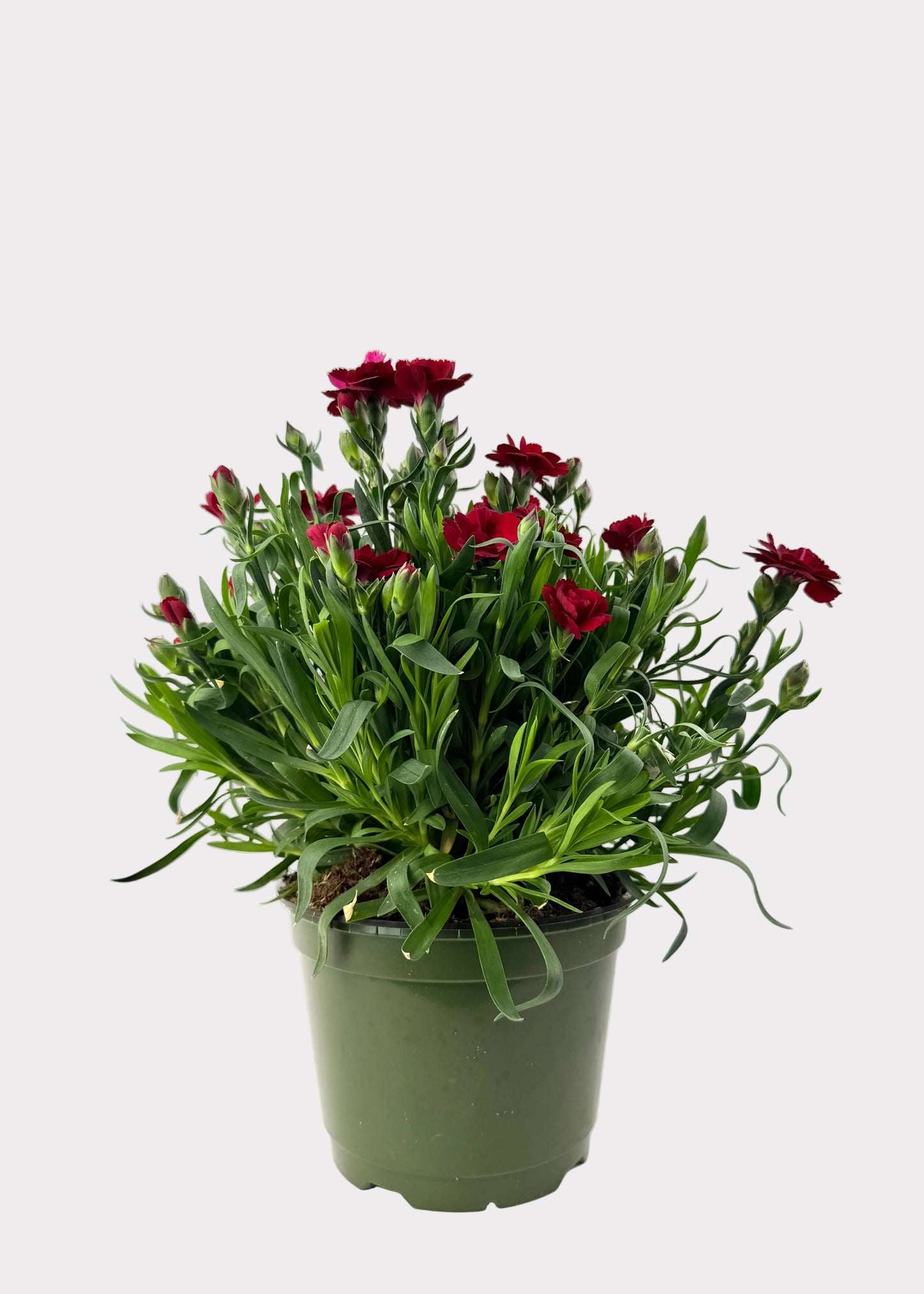 Dianthus Caryophyllus - Carntion