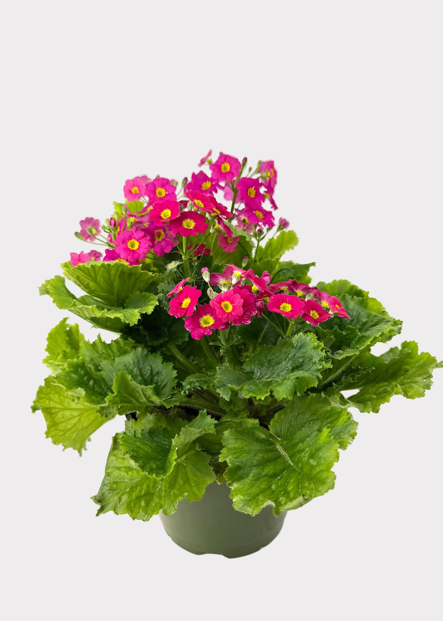 Primula - Primrose