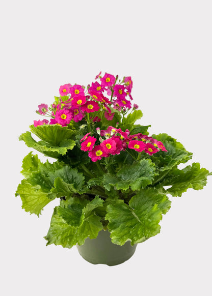 Primula - Primrose