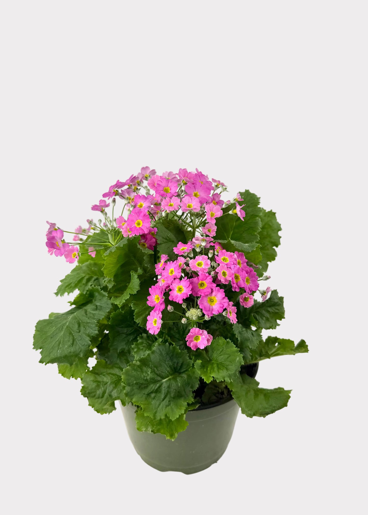 Primula - Primrose
